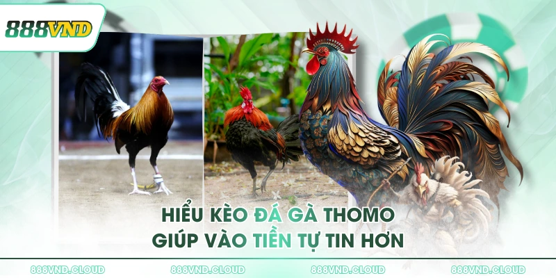 Hiểu kèo đá gà Thomo giúp vào tiền tự tin hơn
