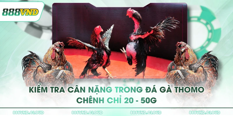 Kiểm tra cân nặng trong đá gà Thomo chênh chỉ 20 - 50g