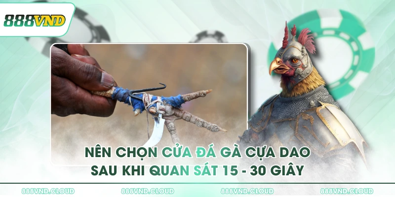 Nên chọn cửa đá gà cựa dao sau khi quan sát 15 - 30 giây