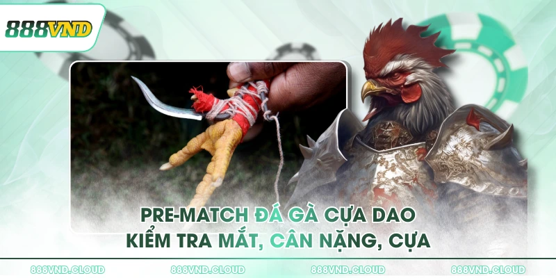 Pre-match đá gà cựa dao kiểm tra mắt, cân nặng, cựa